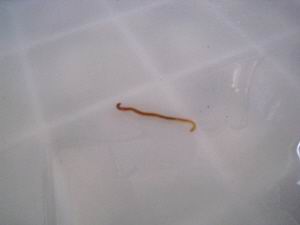 水中红线虫的常识